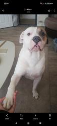 Lost Male Dog last seen NG8 5pz, Nottingham, England NG8 5PZ