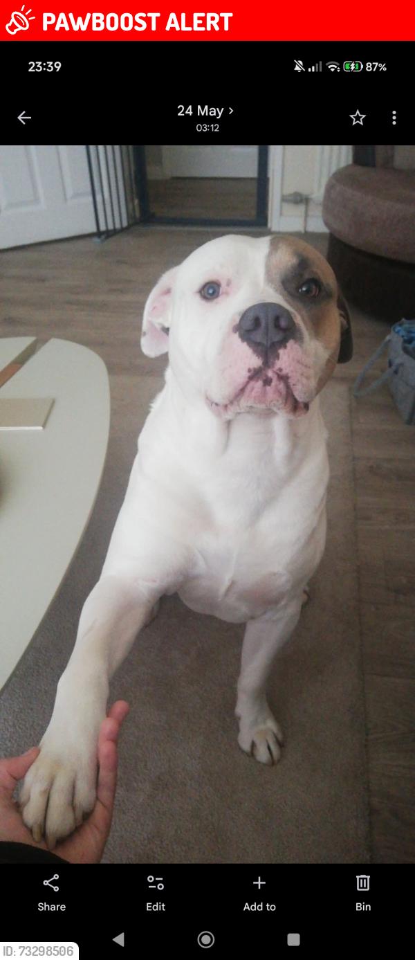 Lost Male Dog last seen NG8 5pz, Nottingham, England NG8 5PZ
