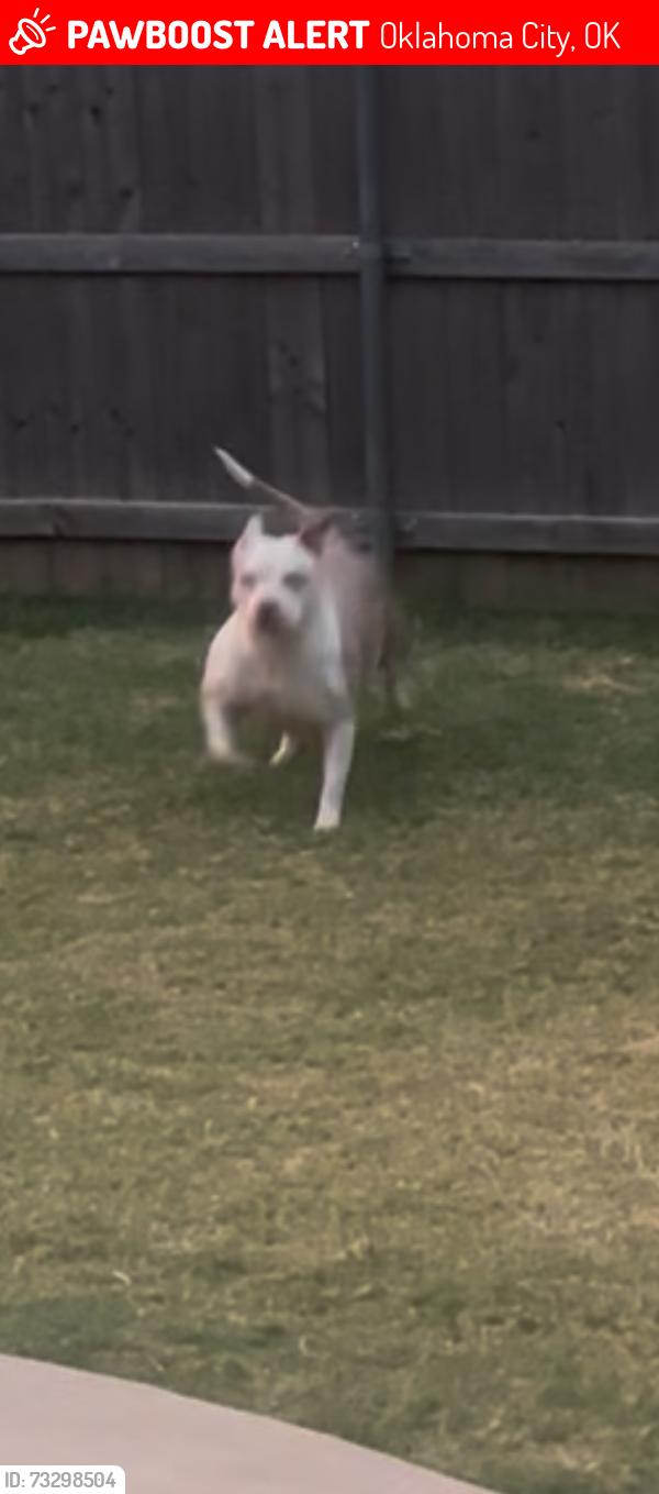 Lost Female Dog last seen Britton Rd and County Line, Oklahoma City, OK 73162