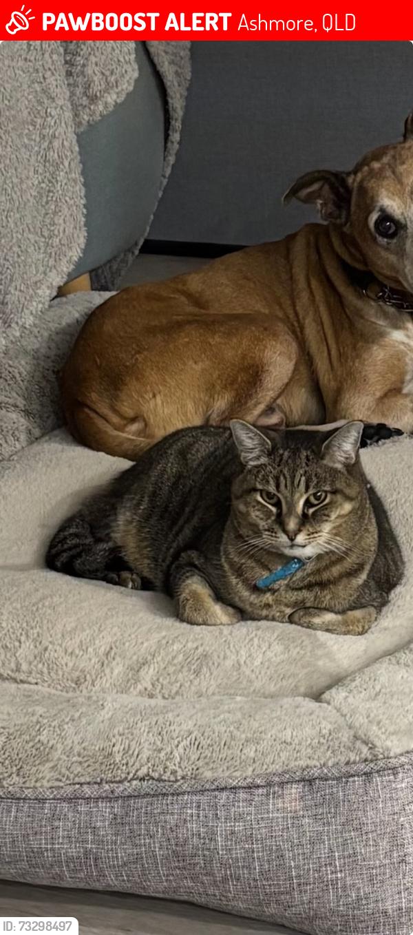 Lost Male Cat last seen Yangoora Crt and Wallaroo Way, Ashmore, QLD 4214