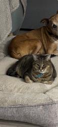 Lost Male Cat last seen Yangoora Crt and Wallaroo Way, Ashmore, QLD 4214