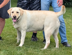Reunited Male Dog last seen Glen Eden, Cranberry Township, PA 16066