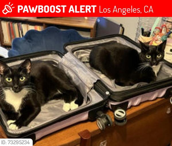 Lost Female Cat last seen Sunset & Hobart, Los Angeles, CA 90027