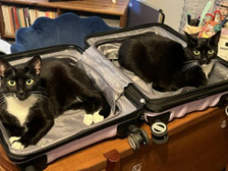 Lost Female Cat last seen Sunset & Hobart, Los Angeles, CA 90027