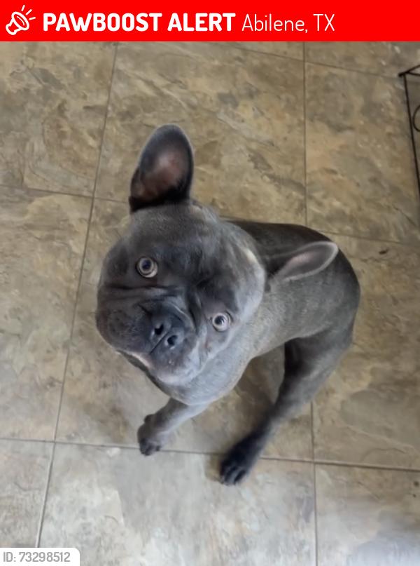 Lost Male Dog last seen Judge Eli. Between 10th & 11 th St, Abilene, TX 79602