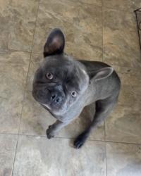 Lost Male Dog last seen Judge Eli. Between 10th & 11 th St, Abilene, TX 79602