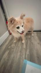 Reunited Female Dog last seen Glendora, Azusa, CA 91702
