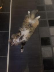 Reunited Female Cat last seen Jubilee park, Spruce Grove, AB T7X 0A7