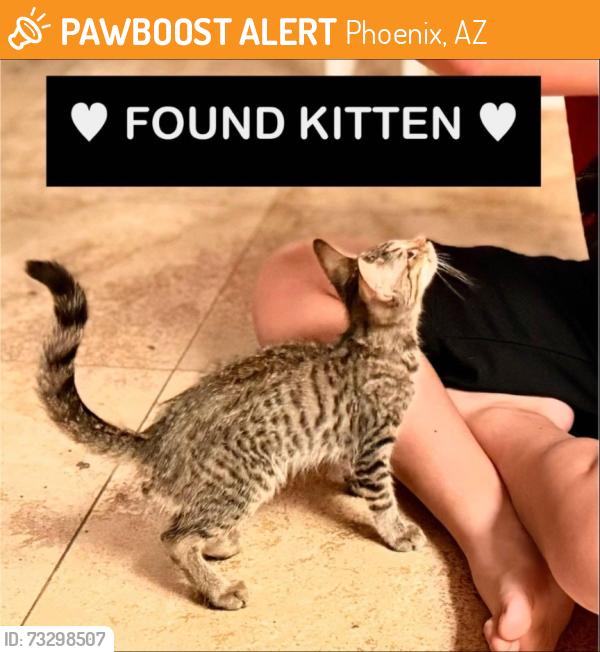 Found/Stray Male Cat last seen 18th St and Fairmount, Phoenix, AZ 85016