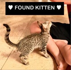 Found/Stray Male Cat last seen 18th St and Fairmount, Phoenix, AZ 85016