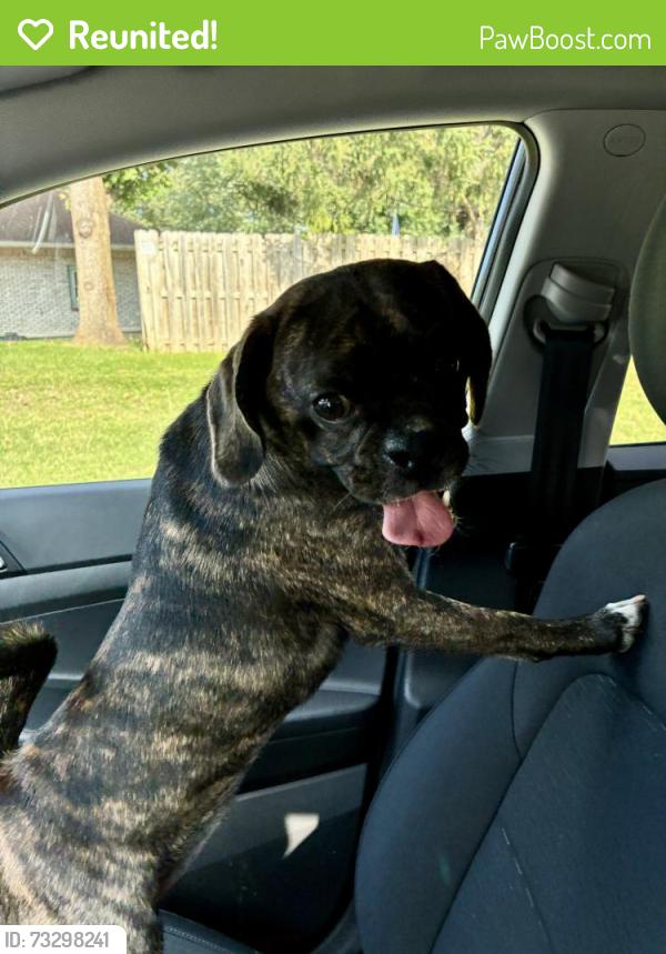 Reunited Female Dog last seen 146th st east of Allisonville Rd, Noblesville, IN 46060