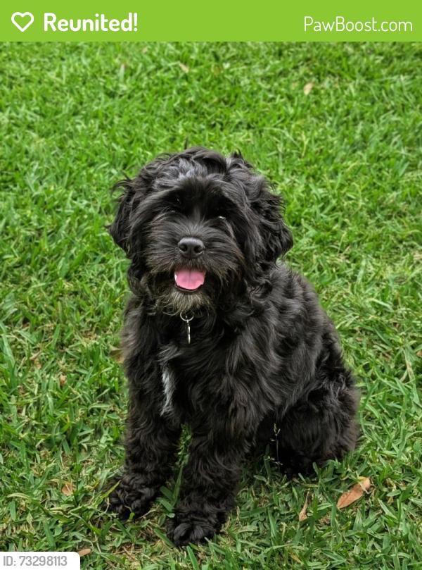 Reunited Male Dog last seen Beamer Rd/Kirkbrush Dr, Houston, TX 77089