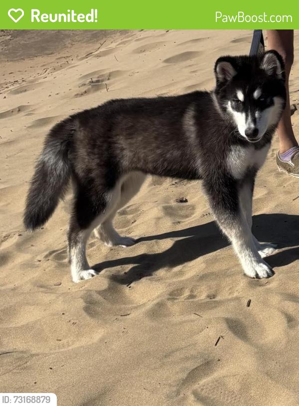Reunited Female Dog last seen Dollar general, Gervais, OR 97026