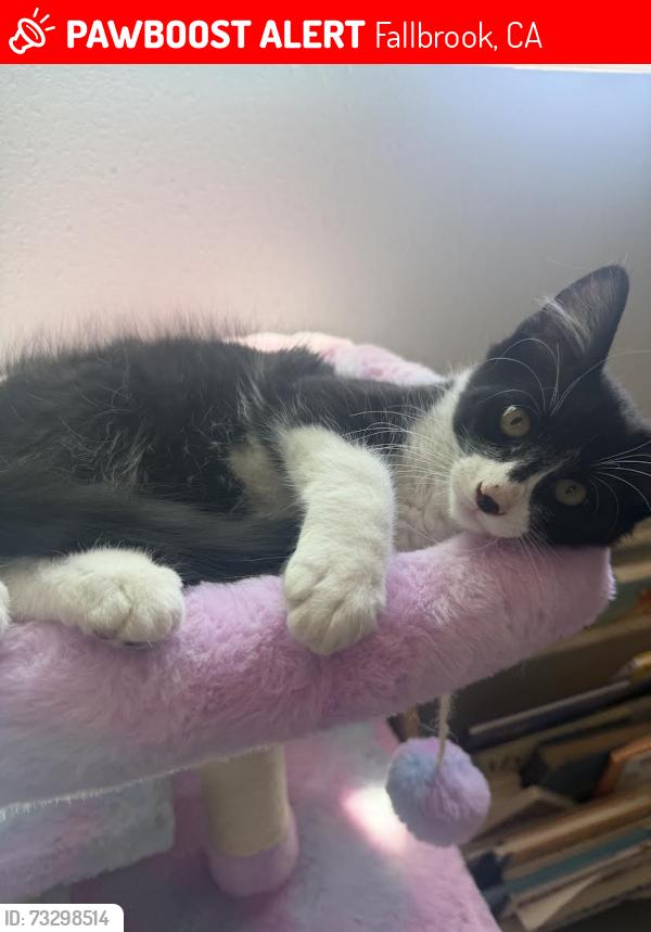 Lost Male Cat last seen Fallbrook Street and Stagecoach street, Fallbrook, CA 92028