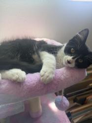 Lost Male Cat last seen Fallbrook Street and Stagecoach street, Fallbrook, CA 92028