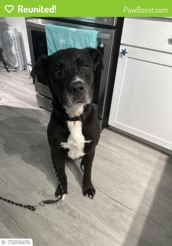 Reunited Male Dog last seen Little road, Parkwood Acres, FL 34669