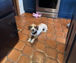 Reunited Female Dog last seen Vermont, Los Angeles, CA 90007