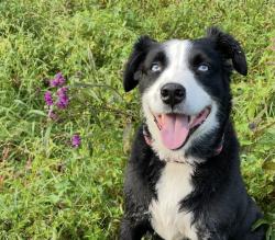 Reunited Male Dog last seen The Cove Park in Concord Farragut, CONCORD FARR, TN 37922