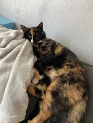 Lost Female Cat last seen Eire county fair, Hamburg, NY 14075
