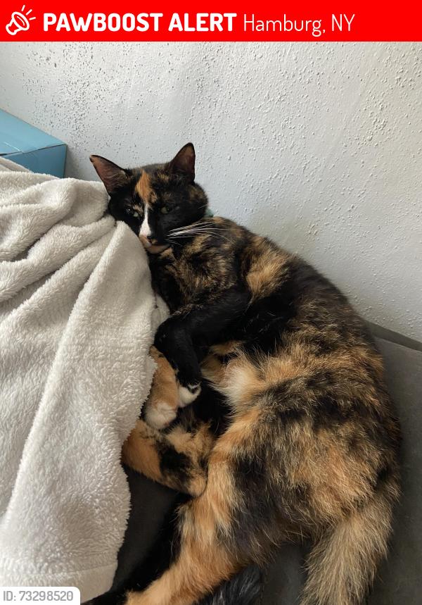 Lost Female Cat last seen Eire county fair, Hamburg, NY 14075