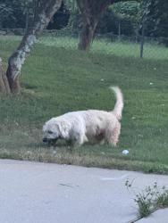 Reunited Unknown Dog last seen Mcever Rd, Gainesville, GA 30504