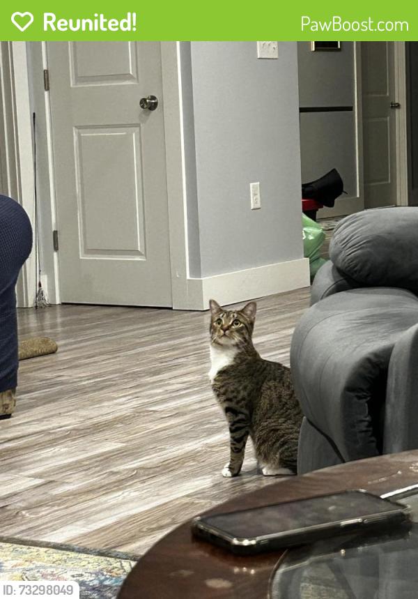 Reunited Female Cat last seen Sebago Lake Rd and Great Falls Road, Gorham, ME 04038