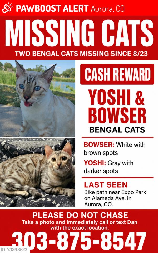Lost Male Cat last seen Alameda and exposition, Aurora, CO 80012