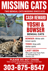 Lost Male Cat last seen Alameda and exposition, Aurora, CO 80012