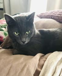 Reunited Male Cat last seen Shell Parkway and Redwood Shores Parkway, Redwood City, CA 94065