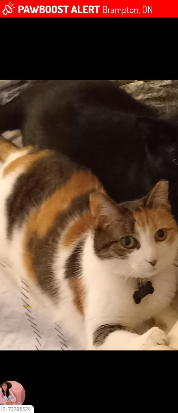 Lost Female Cat last seen Horton Crescent Brampton Ontario, Brampton, ON 