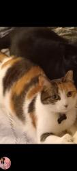 Lost Female Cat last seen Horton Crescent Brampton Ontario, Brampton, ON 