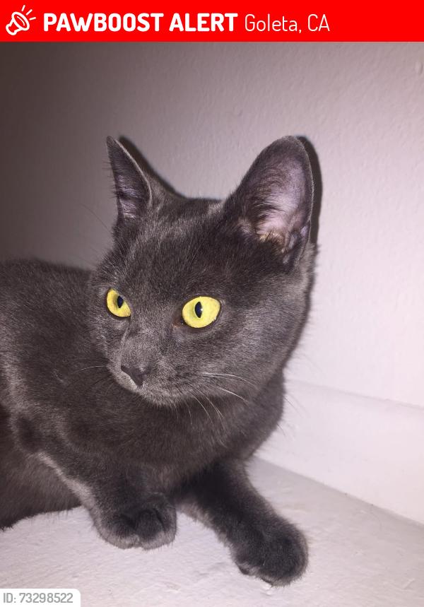 Lost Male Cat last seen Rio Vista Dr and Winchester Dr (San Miguel Park), Goleta, CA 93117