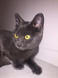 Lost Male Cat last seen Rio Vista Dr and Winchester Dr (San Miguel Park), Goleta, CA 93117