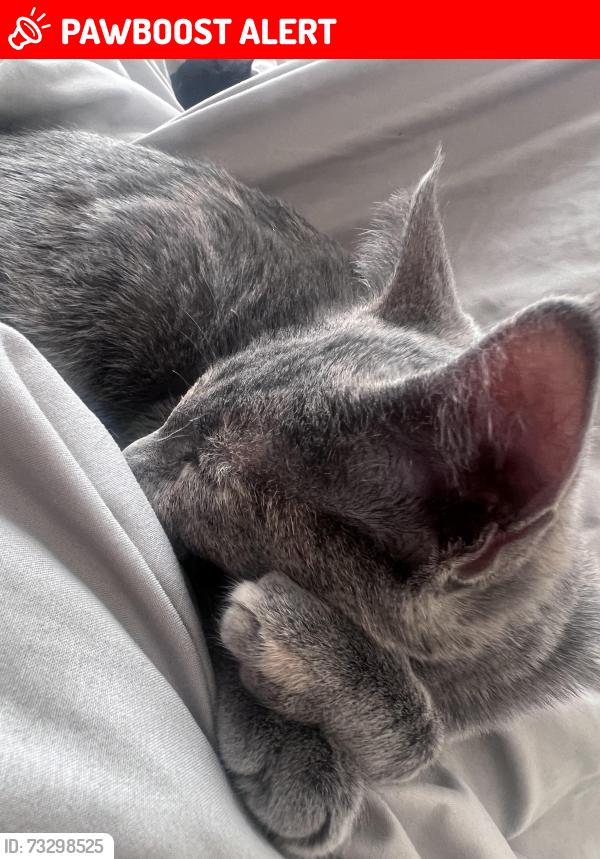 Lost Female Cat last seen Langley dr, Offutt Air Force Base, NE 68113