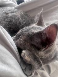 Lost Female Cat last seen Langley dr, Offutt Air Force Base, NE 68113