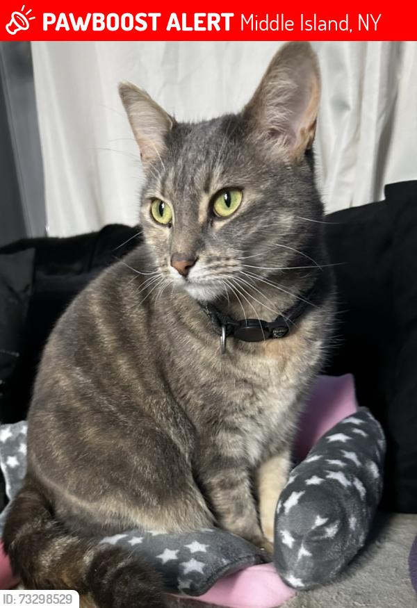 Lost Female Cat last seen Rocky point Yaphank Road, Middle Island, NY 11953