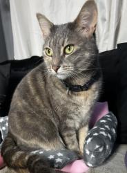 Lost Female Cat last seen Rocky point Yaphank Road, Middle Island, NY 11953