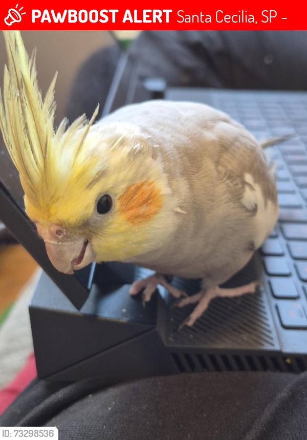 Lost Male Bird last seen Rua Lavradio, 197, proximo ao boteco da Manu, Santa Cecilia, SP 01154-020