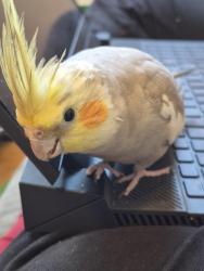 Lost Male Bird last seen Rua Lavradio, 197, proximo ao boteco da Manu, Santa Cecilia, SP 01154-020