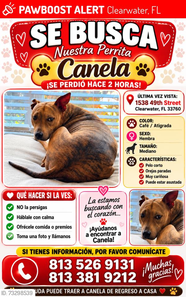 Lost Female Dog last seen Roosevelt, Clearwater, FL 33762