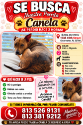 Lost Female Dog last seen Roosevelt, Clearwater, FL 33762