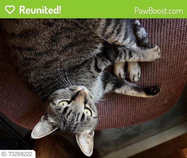 Reunited Unknown Cat last seen Belterra Dr & Aspen Dr, Austin, TX 78737