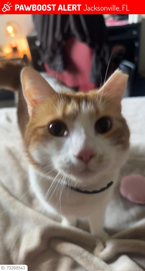 Lost Male Cat last seen on Eastport Rd, Jacksonville, FL 32218