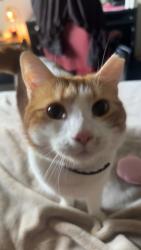 Lost Male Cat last seen on Eastport Rd, Jacksonville, FL 32218