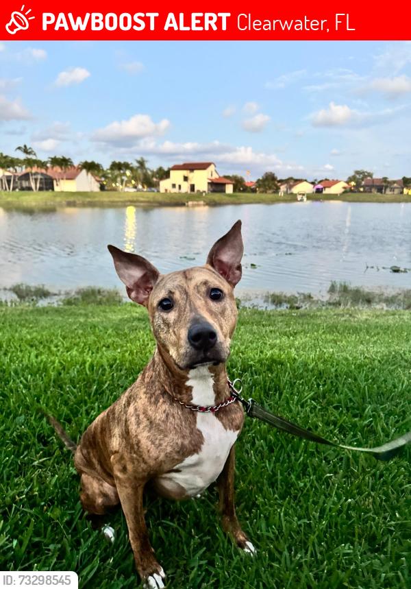 Lost Female Dog last seen Roosevelt, Clearwater, FL 33762