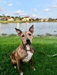 Lost Female Dog last seen Roosevelt, Clearwater, FL 33762