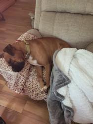 Lost Male Dog last seen Twin creeks subdivision, Livingston, TX 77351