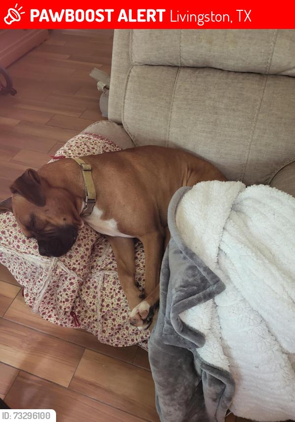Lost Male Dog last seen Twin creeks subdivision, Livingston, TX 77351