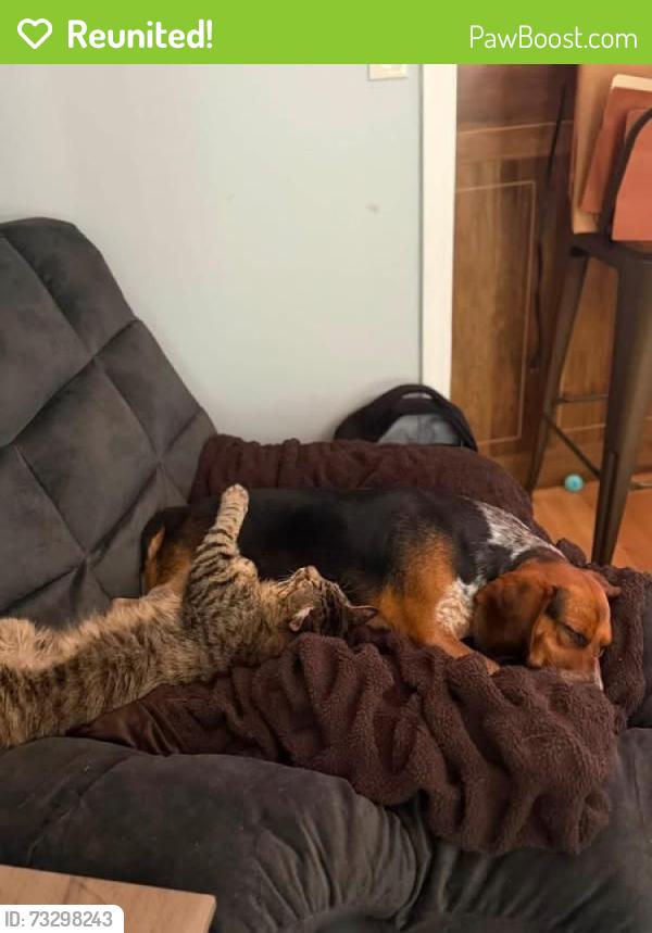 Reunited Male Dog last seen Penny rd near Walmart market, High Point, NC 27265