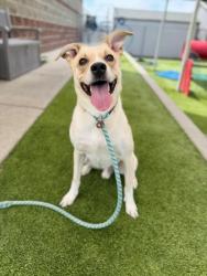 Shelter Stray Male Dog last seen Near Catalpa Street, Midvale, UT, 84047, 511 W 3900 S, Salt Lake City, UT 84123, USA